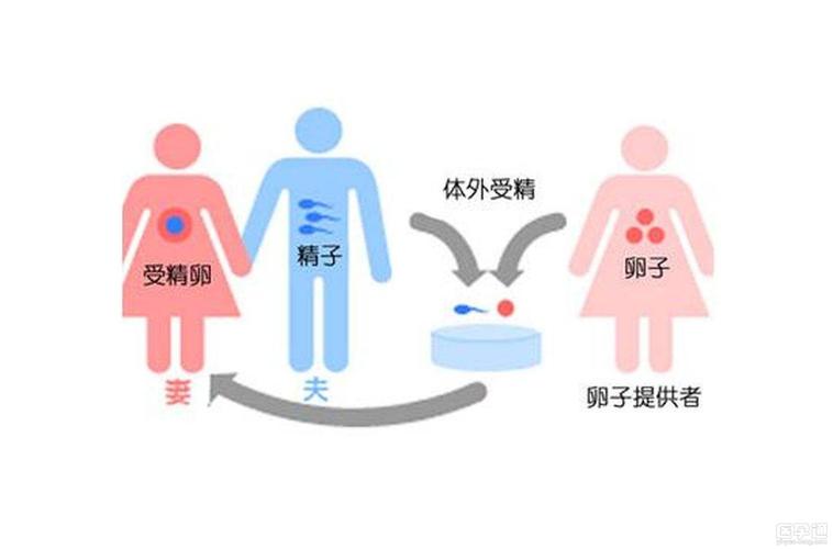 试管供卵是什么意思-试管供卵是什么意思及其影响分析